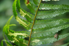 Cyathea gigantea